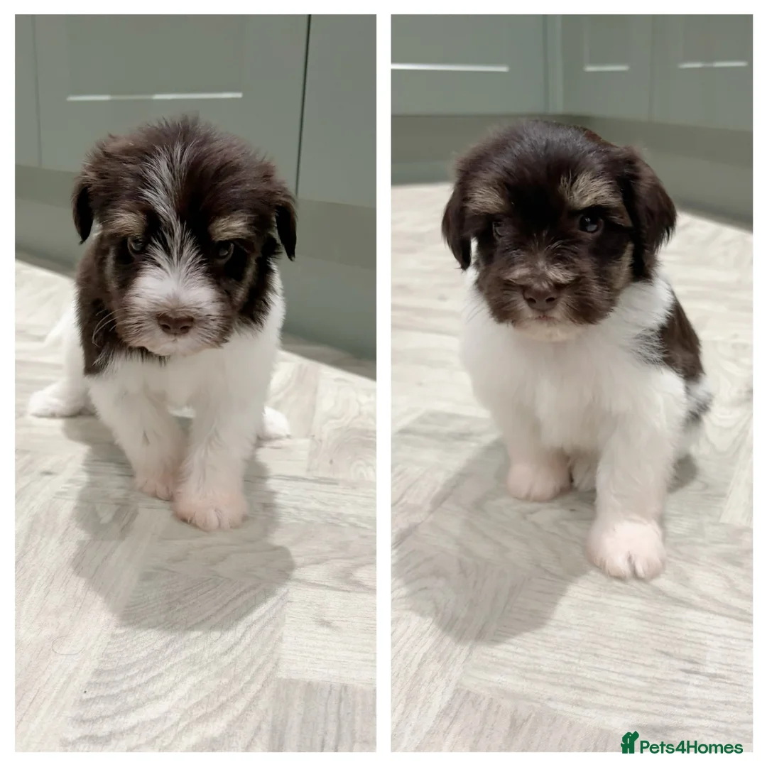 Miniature Schnauzer dogs for sale: SOLD KC Reg Miniature Schnauzers - Advert 2