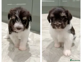 Miniature Schnauzer dogs 1 boy, 1 girl KC Reg Miniature Schnauzers - Advert 5