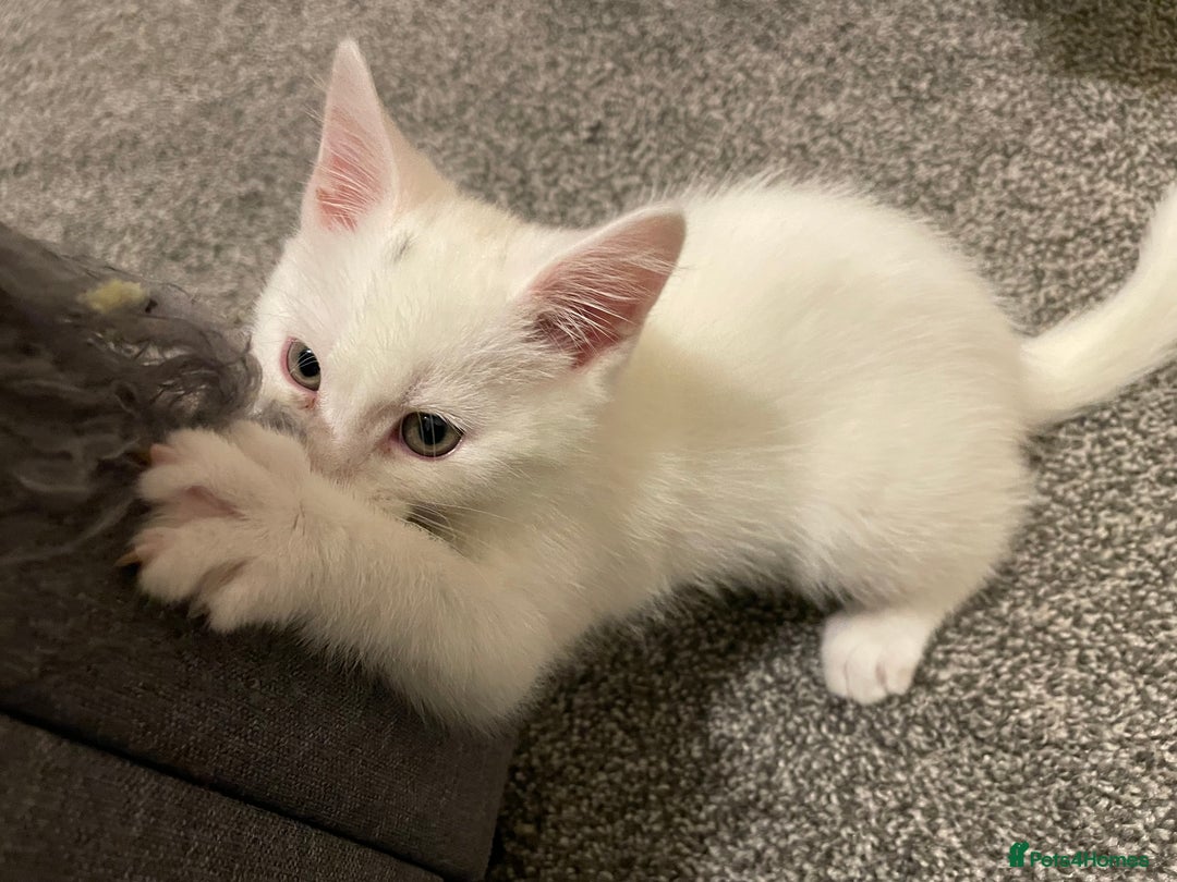 Turkish Angora cats for sale: Stunning Turkish Angora Kittens – Ready Now! 🐾 - Image 6
