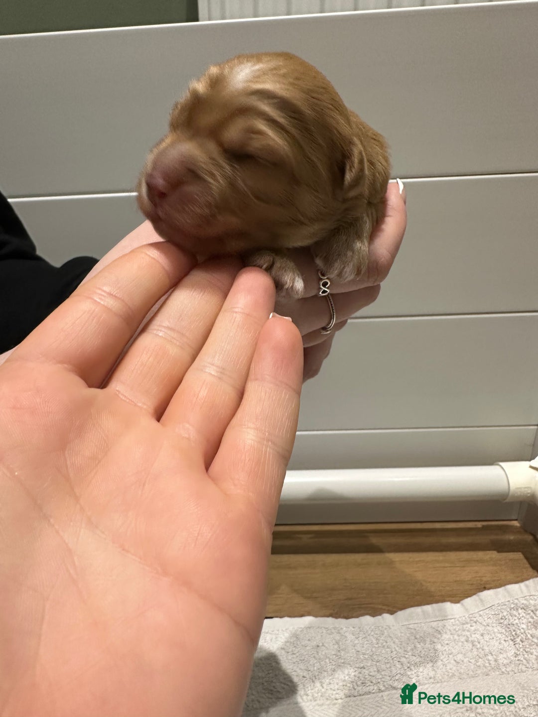 Cavapoo dogs for sale: F1B Cavapoo Puppies - Advert 15