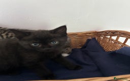 Mixed Breed cats for sale: Mixed Breed Kittens available - Image 6