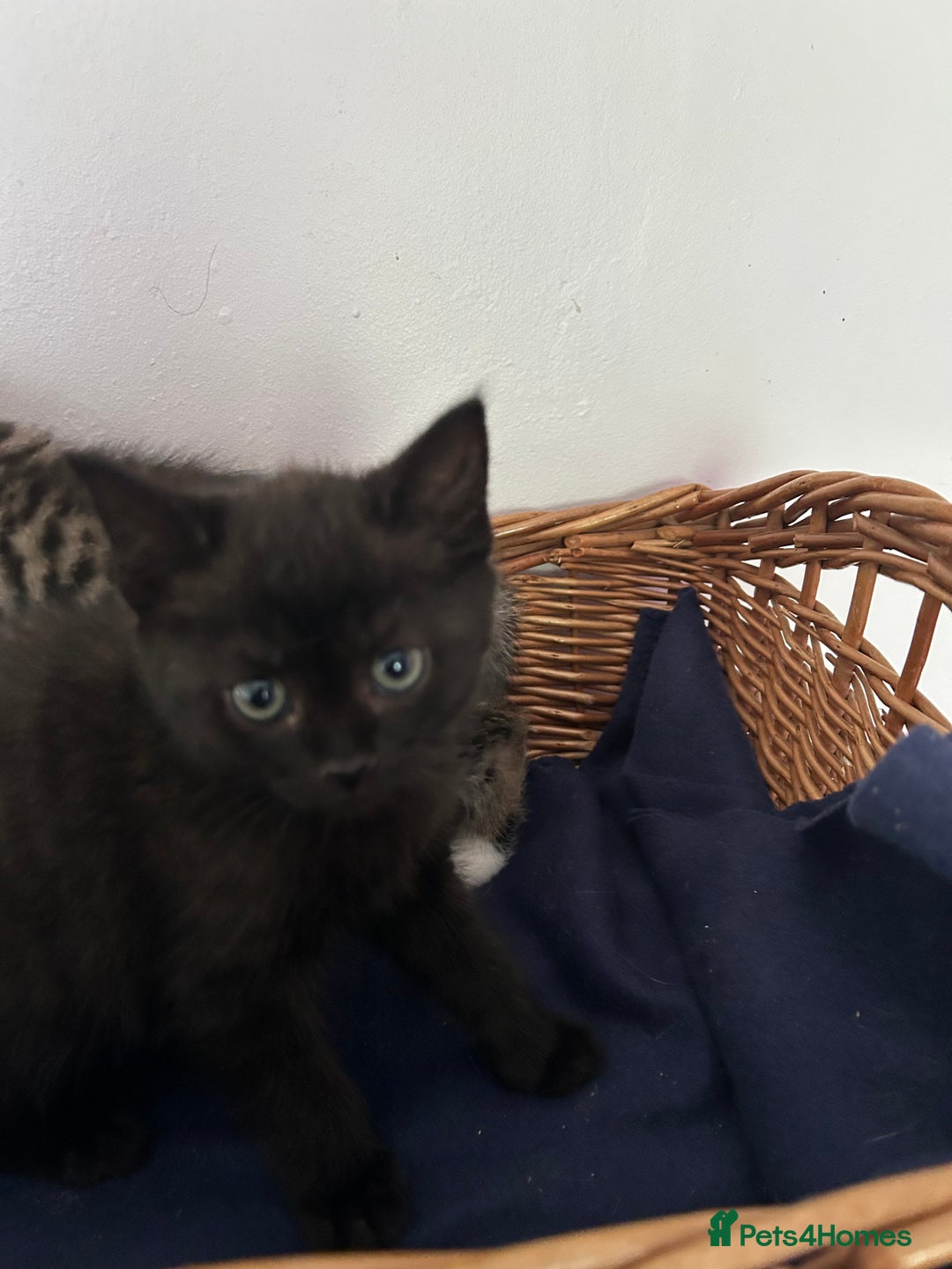 Mixed Breed cats for sale: Mixed Breed Kittens available - Image 6