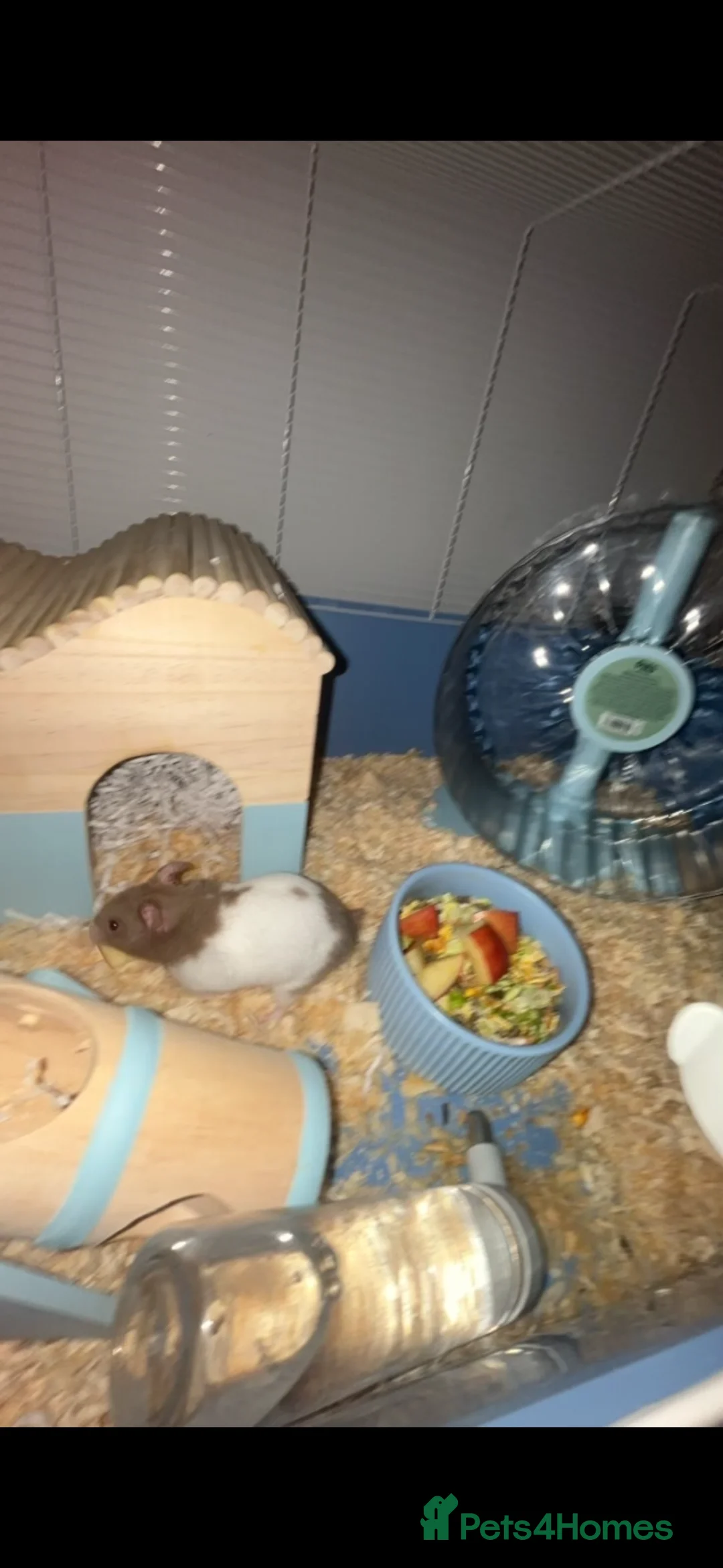 Hamster rodents for sale: Hamster with all the set up - Advert 2