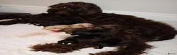 Cockapoo dogs for sale: Cockapoo pups READY IN 8 WEEKS  in Saltburn-by-the-Sea - Advert 4
