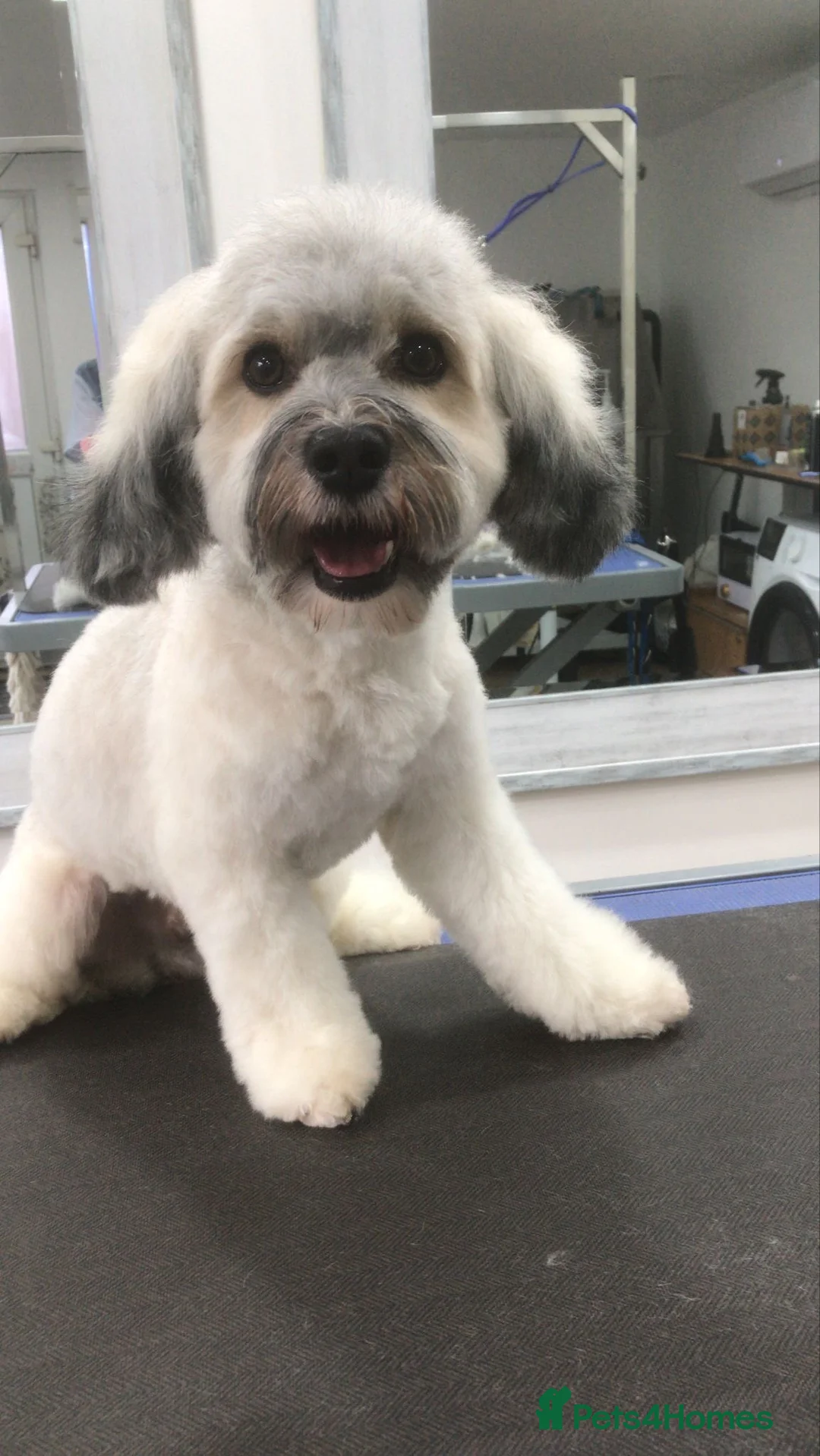 Havanese dogs for stud: Our sweetheart Teddy is now available for stud. - Advert 2
