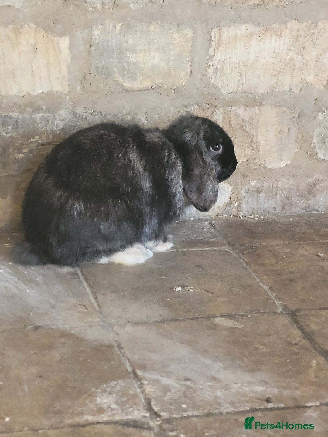 Harlequin rabbits for sale: Looking for forever home - Advert 1