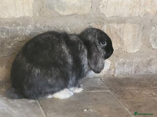 Harlequin rabbits Looking for forever home - Advert 8