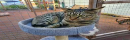 Savannah cats for sale: F6 Girl Brown Spotted Savannah - Advert 4