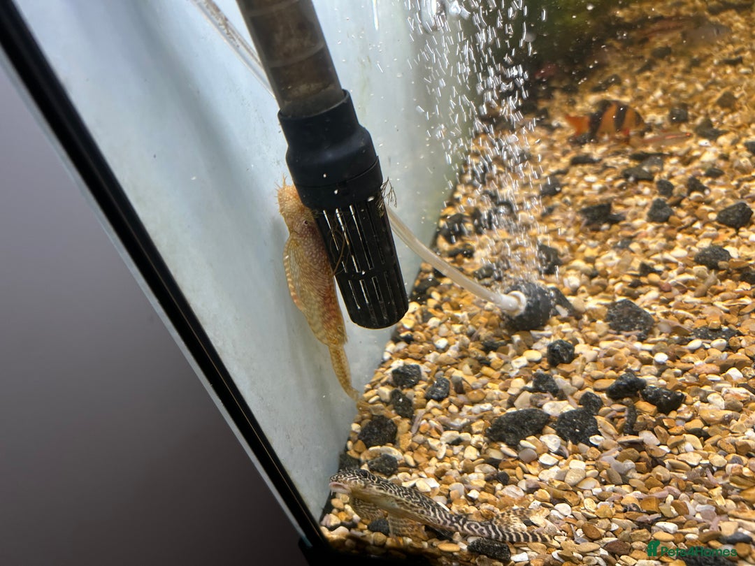 Other/Mixed Breed fish for sale: Fish tank and fish for sale - Advert 3