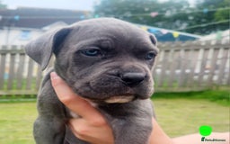 Cane Corso dogs for sale: 💜 gorgeous cane corsos puppies 💜ready in 3 weeks - Image 20