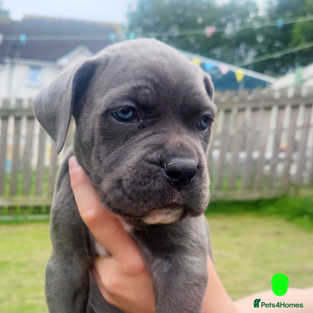 Cane Corso dogs for sale: 💜 gorgeous cane corsos puppies 💜ready in 3 weeks - Image 20