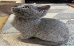 British Longhair cats for sale: 5 stunning British blues  - Image 13