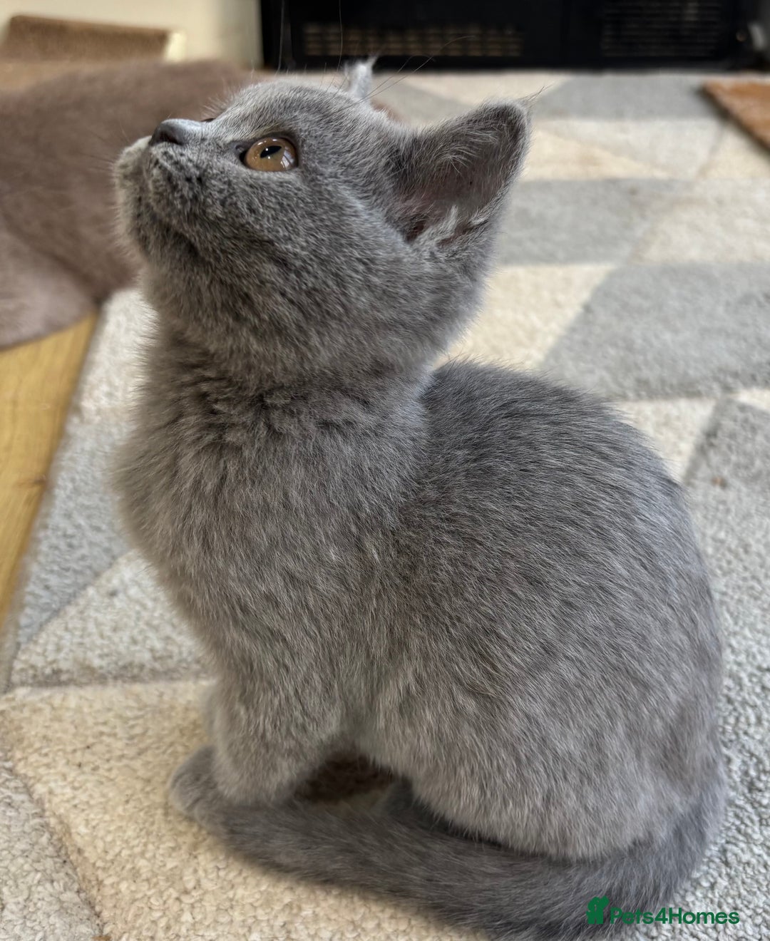 British Longhair cats for sale: 5 stunning British blues  - Image 13