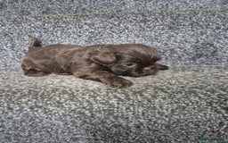 Shih Tzu dogs for sale: Imperial shih tzu puppies - Image 11