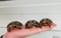 Tortoise reptiles for sale: Baby cherry headed red footed Tortioes  - Image 3