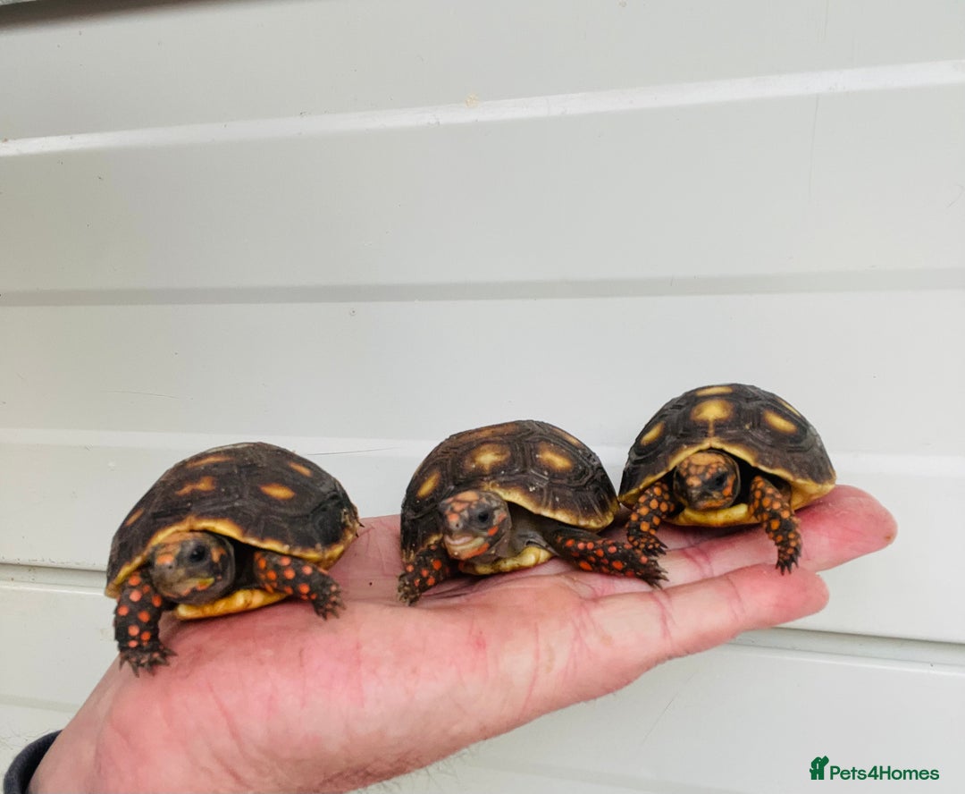 Tortoise reptiles for sale: Baby cherry headed red footed Tortioes  - Image 3