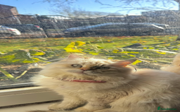 Ragdoll cats for sale: 🐾 Ragdoll/British Shorthair Mix 🐾 - Advert 1