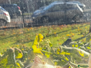 Ragdoll cats Reserved🐾Gorgeous Ragdoll Girl Ready to Leave 🐾 - Advert 20