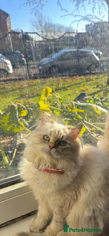 Ragdoll cats 🐾 Ragdoll/British Shorthair Mix 🐾 - Advert 1