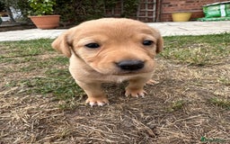 Labrador Retriever dogs for sale: Fox Red Labrador Puppies for Sale  - Image 5