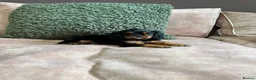 Cavalier King Charles Spaniel dogs for sale: Donna Jays Petite Cavaliers 🌟🌟🌟🌟🌟 - Advert 11