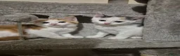 Mixed Breed cats for sale: Gorgeous kittens  - Advert 21