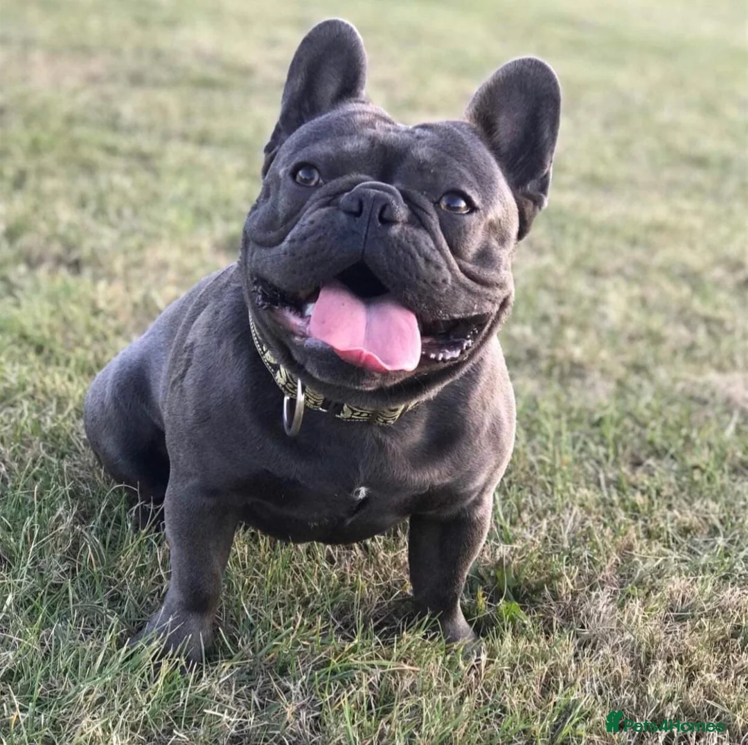 French Bulldog dogs for stud: Blue french bulldog stud boy package deal in Basildon - Advert 2
