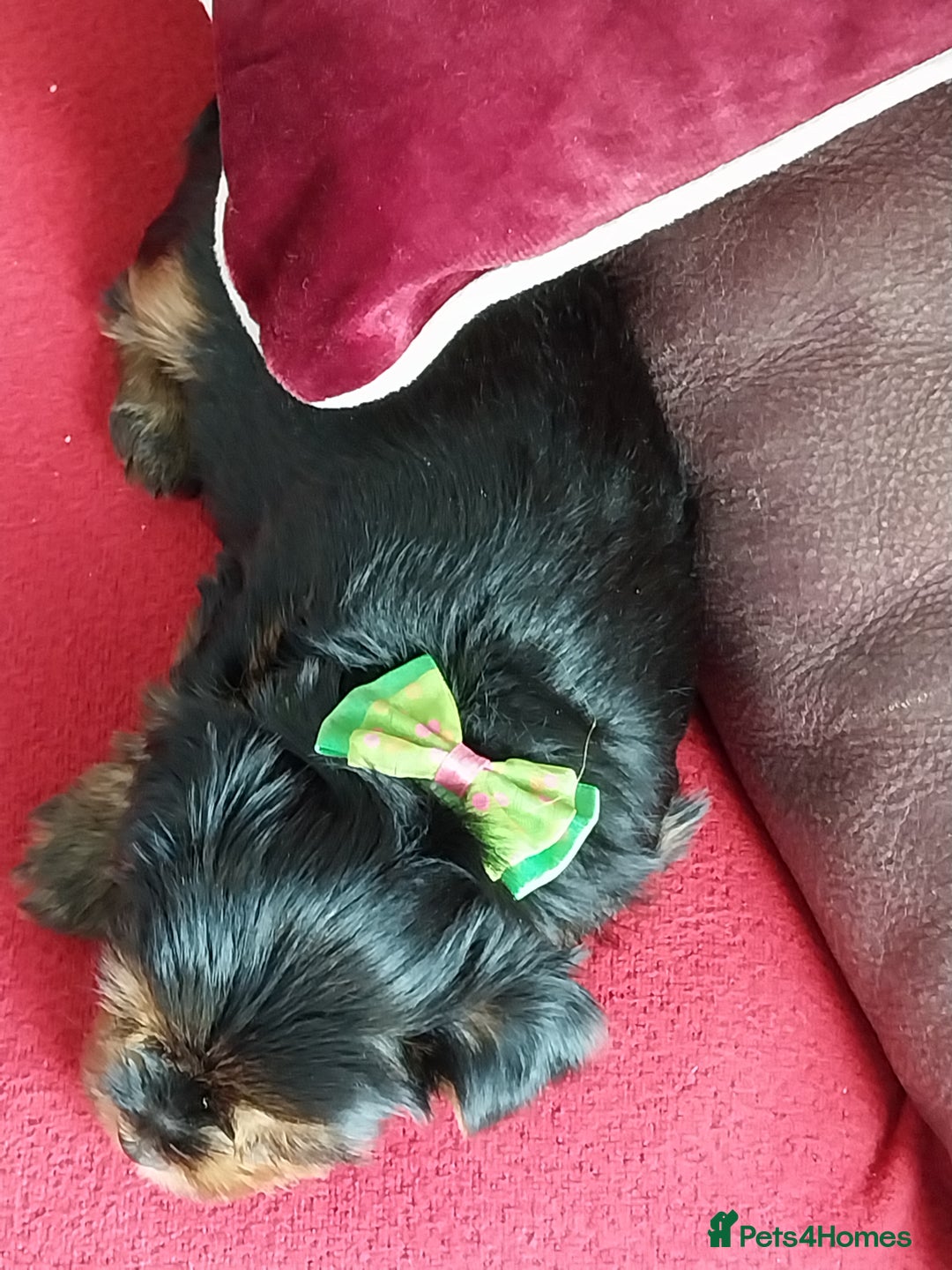 Yorkshire Terrier dogs for sale: Miniature Yorkshire Terrier Puppies  - Advert 5