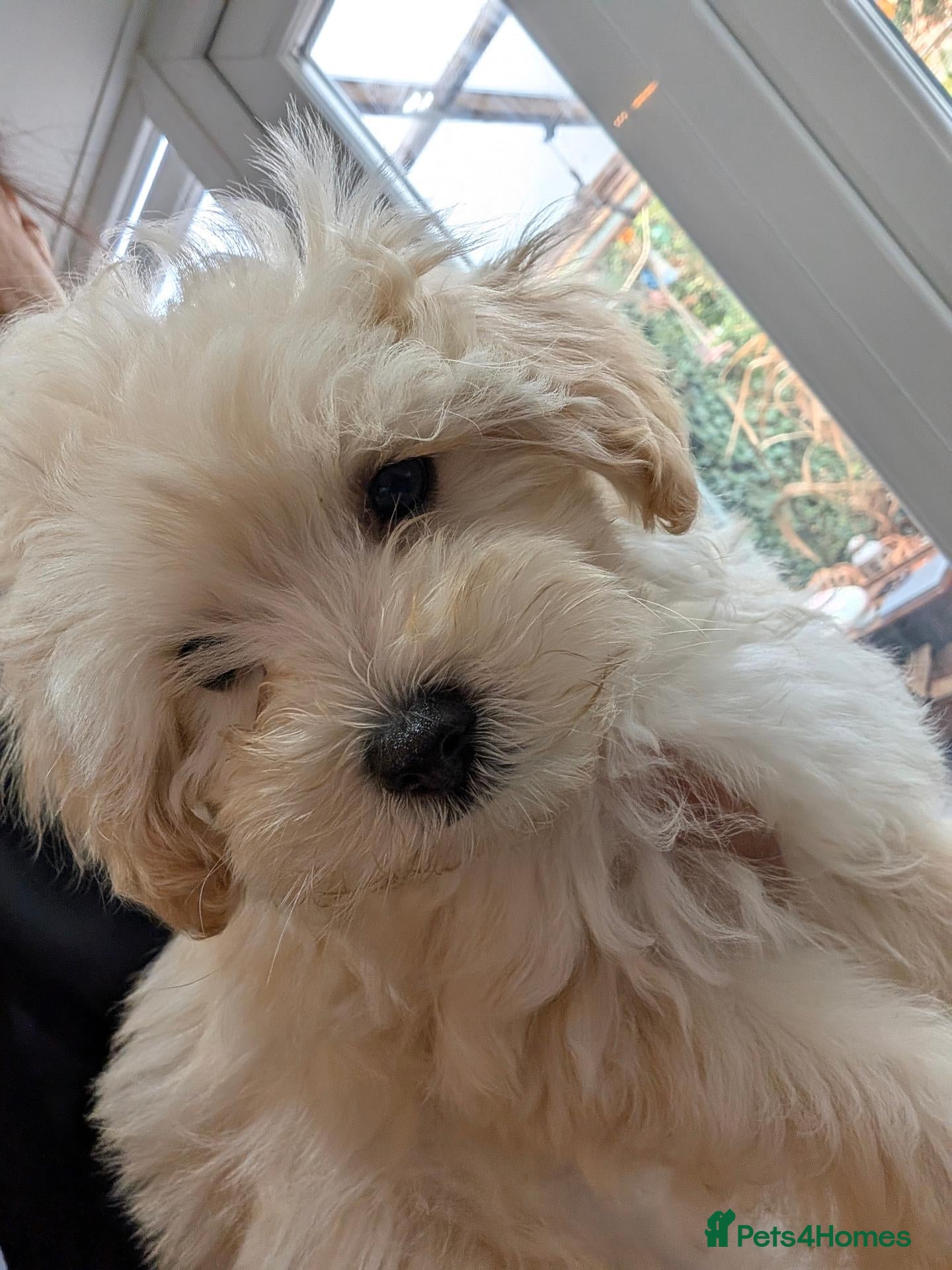 Maltipoo dogs 2 F1 Maltipoo puppies available  - Advert 2