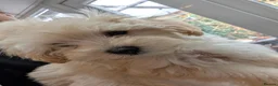Maltipoo dogs for sale: 2 F1 Maltipoo puppies available  - Advert 4