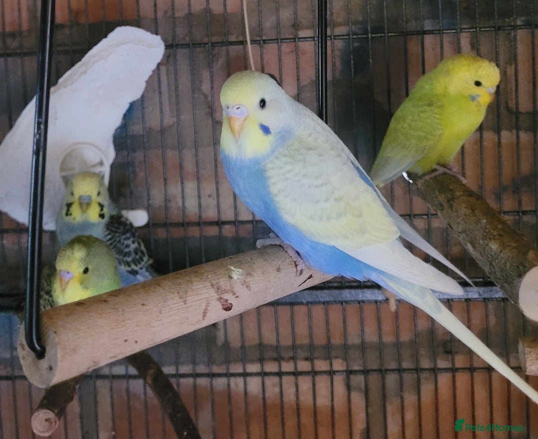 Budgerigars birds for sale: Baby Budgies  - Image 4