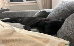 Labrador Retriever dogs for sale: Meet Tilly 💕 - Image 2