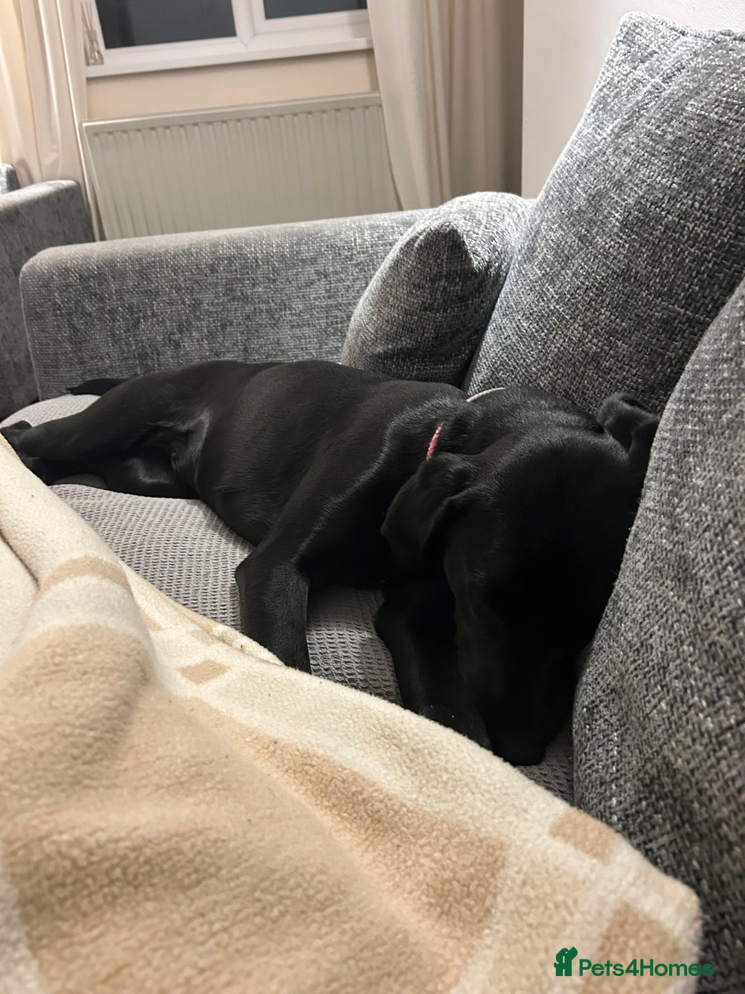 Labrador Retriever dogs for sale: Meet Tilly 💕 - Image 2