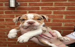 Olde English Bulldogge dogs for sale: OLDE ENGLISH BULLDOGGE PUPPIES in Epping - Image 12
