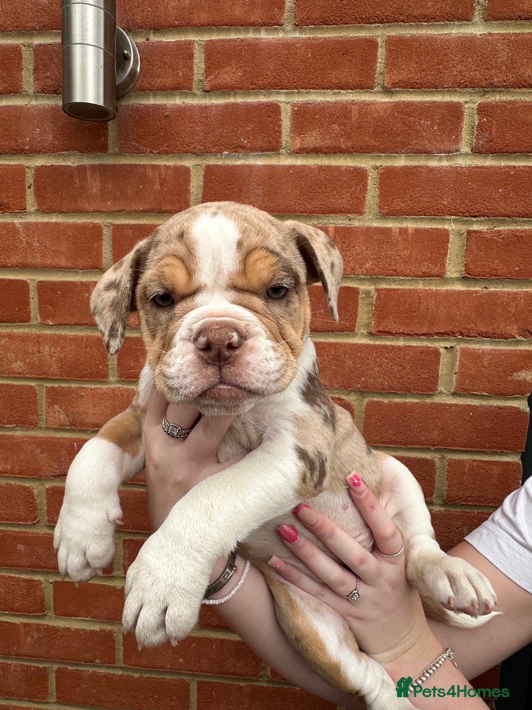 Olde English Bulldogge dogs for sale: OLDE ENGLISH BULLDOGGE PUPPIES in Epping - Image 12