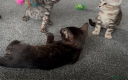 Bengal cats for sale: Well socialised bengal kittens - ready 21/12/25 - Advert 13