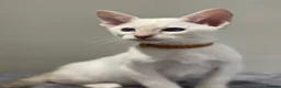 Siamese cats for sale: GCCF Registered Traditional Siamese Kittens.  - Advert 7