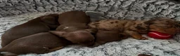 Miniature Dachshund dogs for sale: Beautiful miniature dachshund puppies - Advert 4