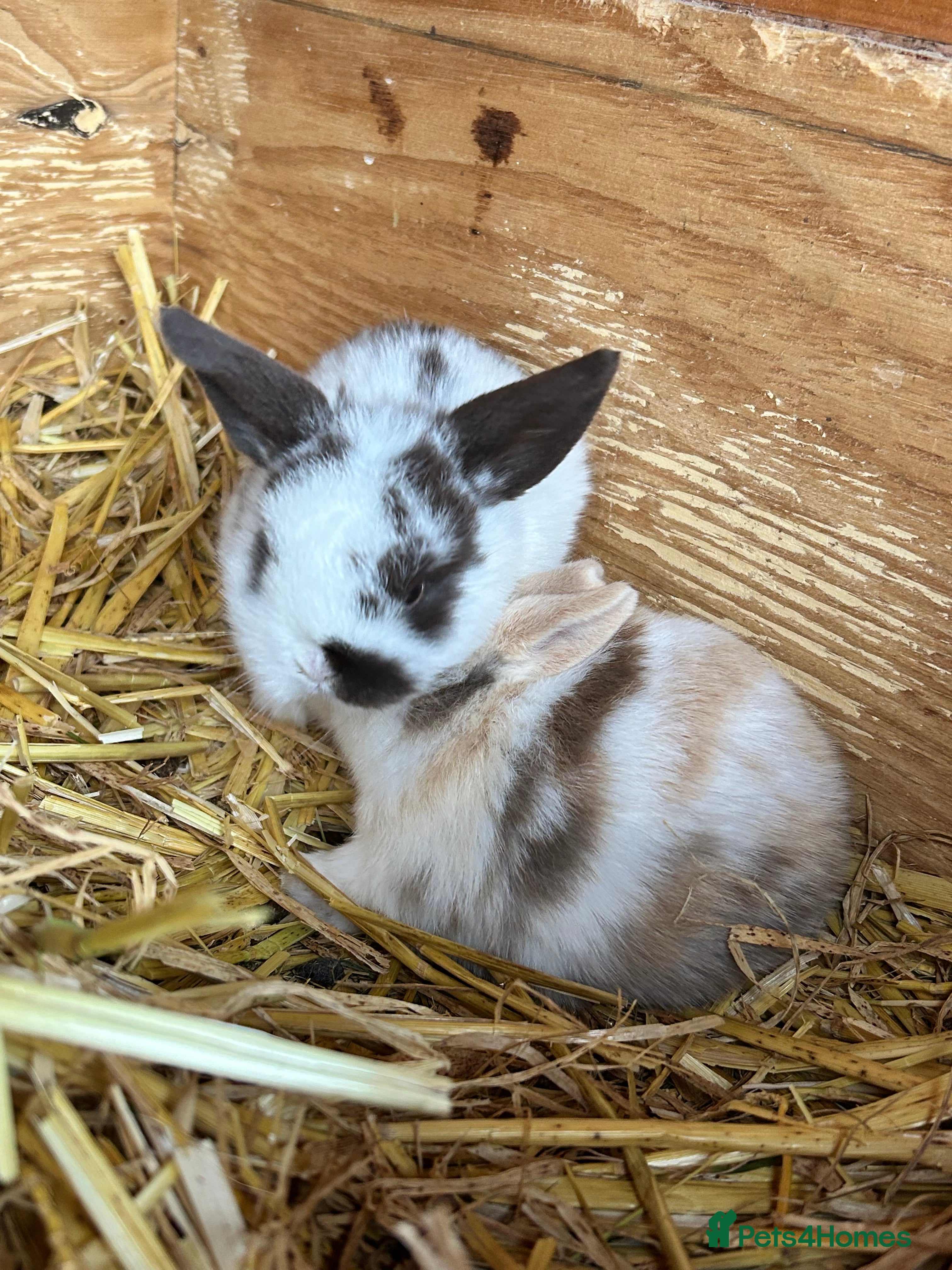 Mini Lop rabbits Pure mini lop babies  - Advert 5