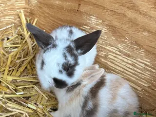 Mini Lop rabbits Pure mini lop babies - Advert 5