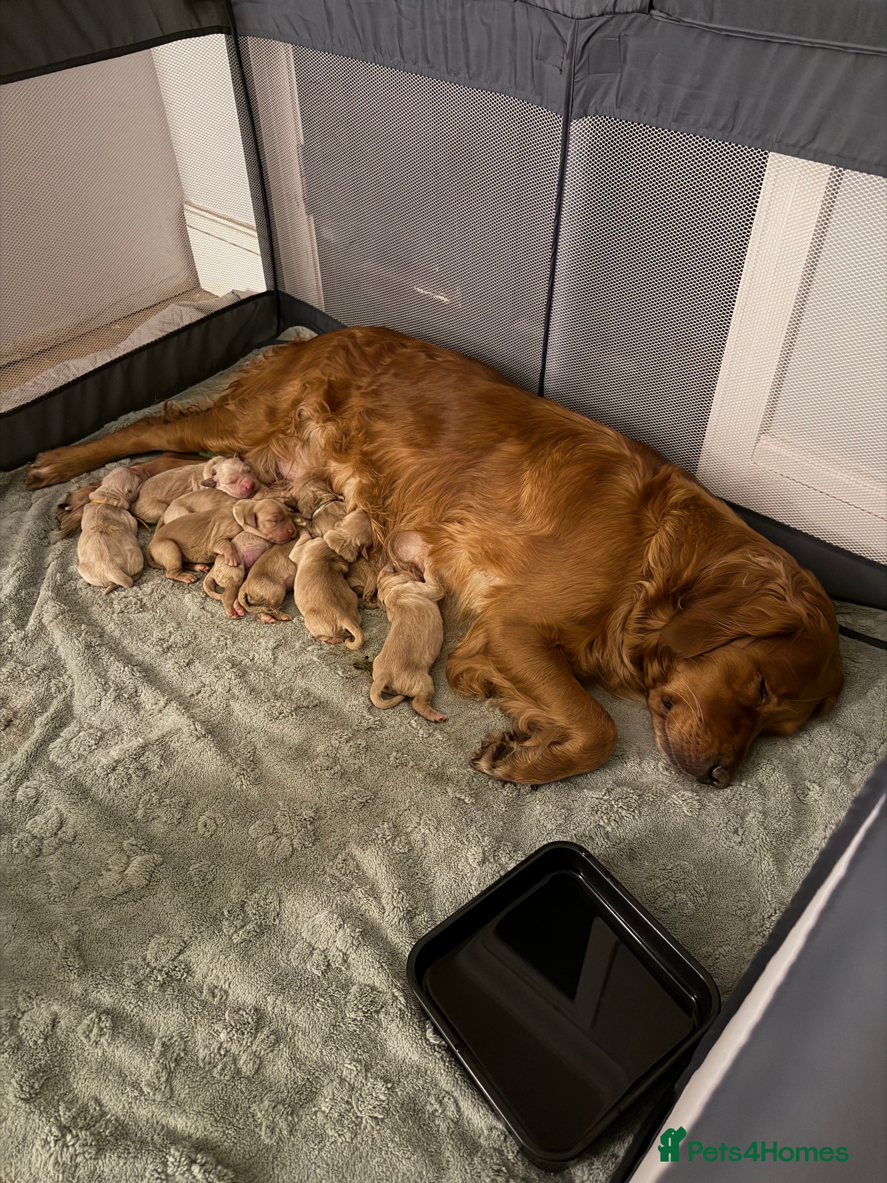 Golden Retriever dogs Beautifully Coloured Golden Retriever Puppies - Advert 9