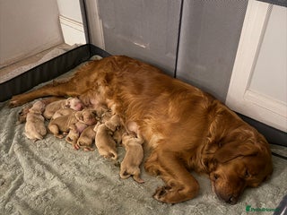 Golden Retriever dogs Beautifully Coloured Golden Retriever Puppies - Advert 9