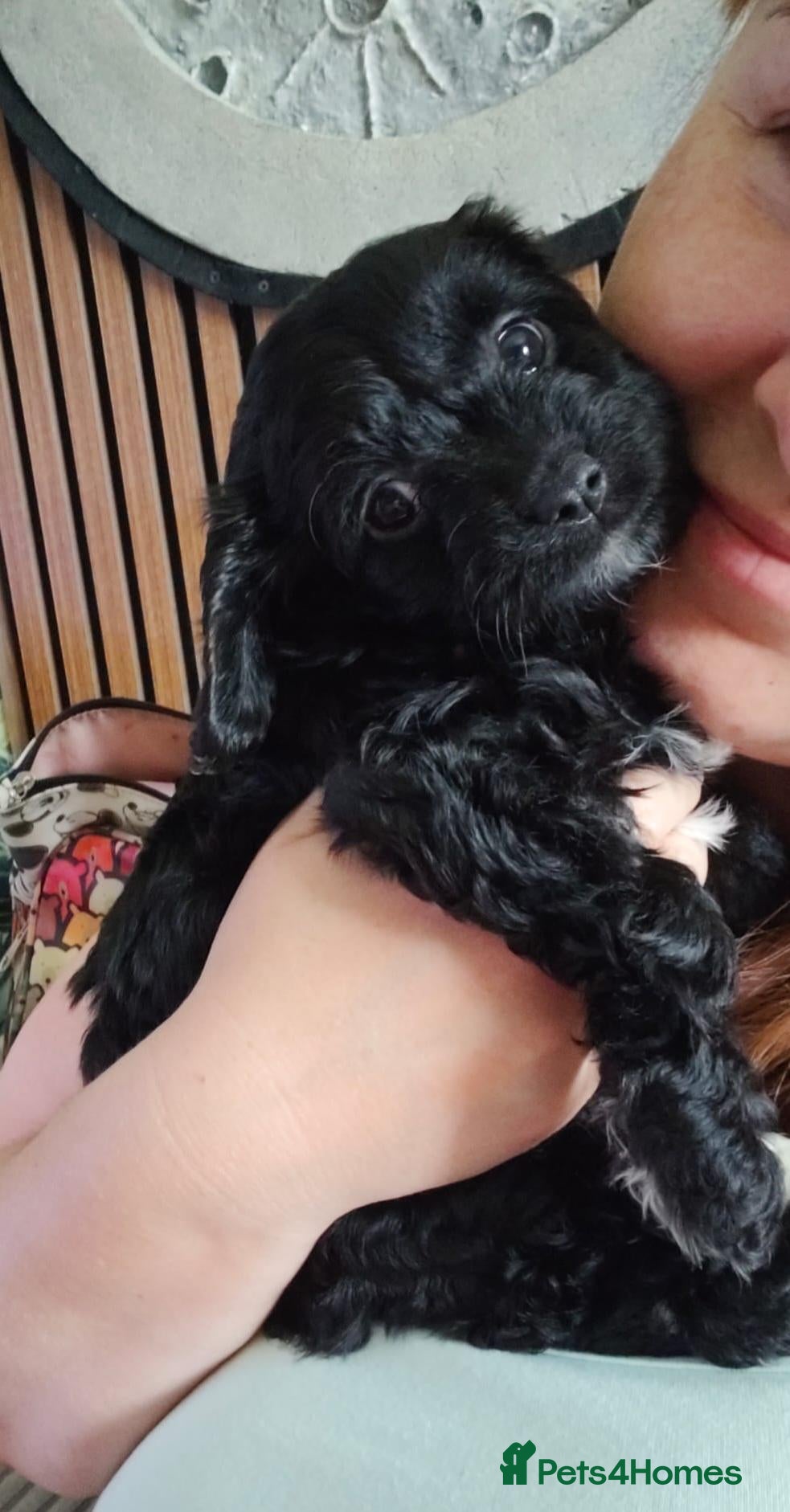Cavapoo dogs Little fluffs available in two weeks - Advert 8