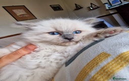 Ragdoll cats for sale: 🧁Sweet ragdolls - Image 4