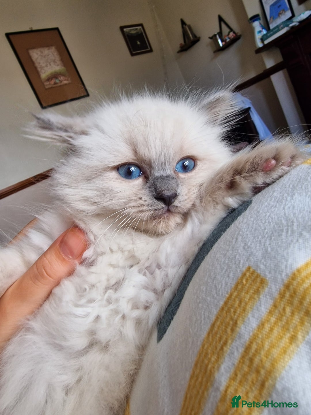 Ragdoll cats for sale: 🧁Sweet ragdolls - Image 4