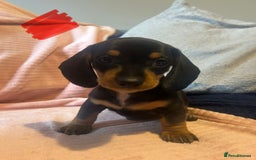 Miniature Dachshund dogs for sale: Miniature dachshunds - Image 19