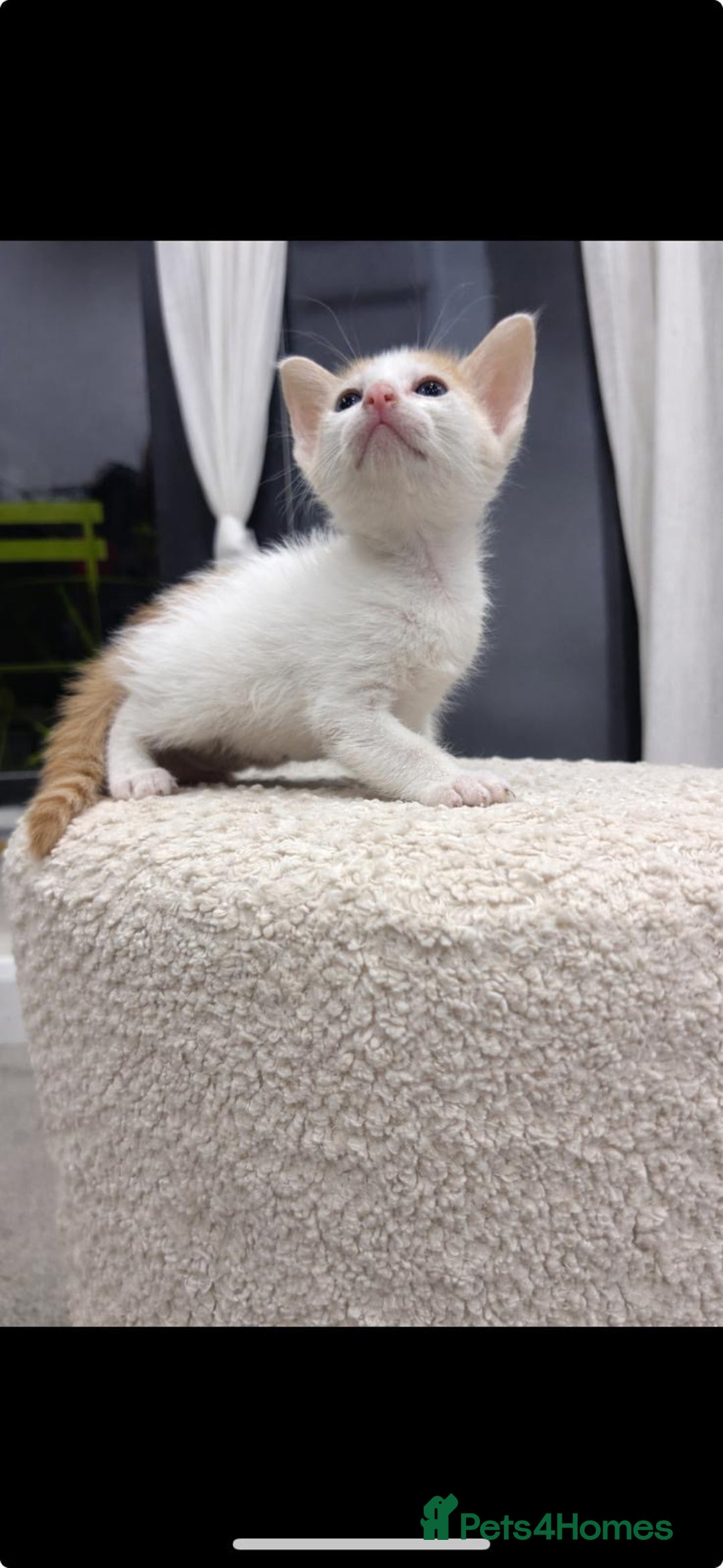 Oriental cats for sale: Gorgeous oriental kittens  - Advert 8