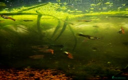 Live Bearers fish for sale: Guppy fry - Image 5