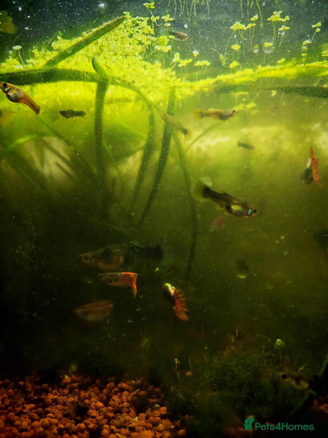 Live Bearers fish for sale: Guppy fry - Image 5