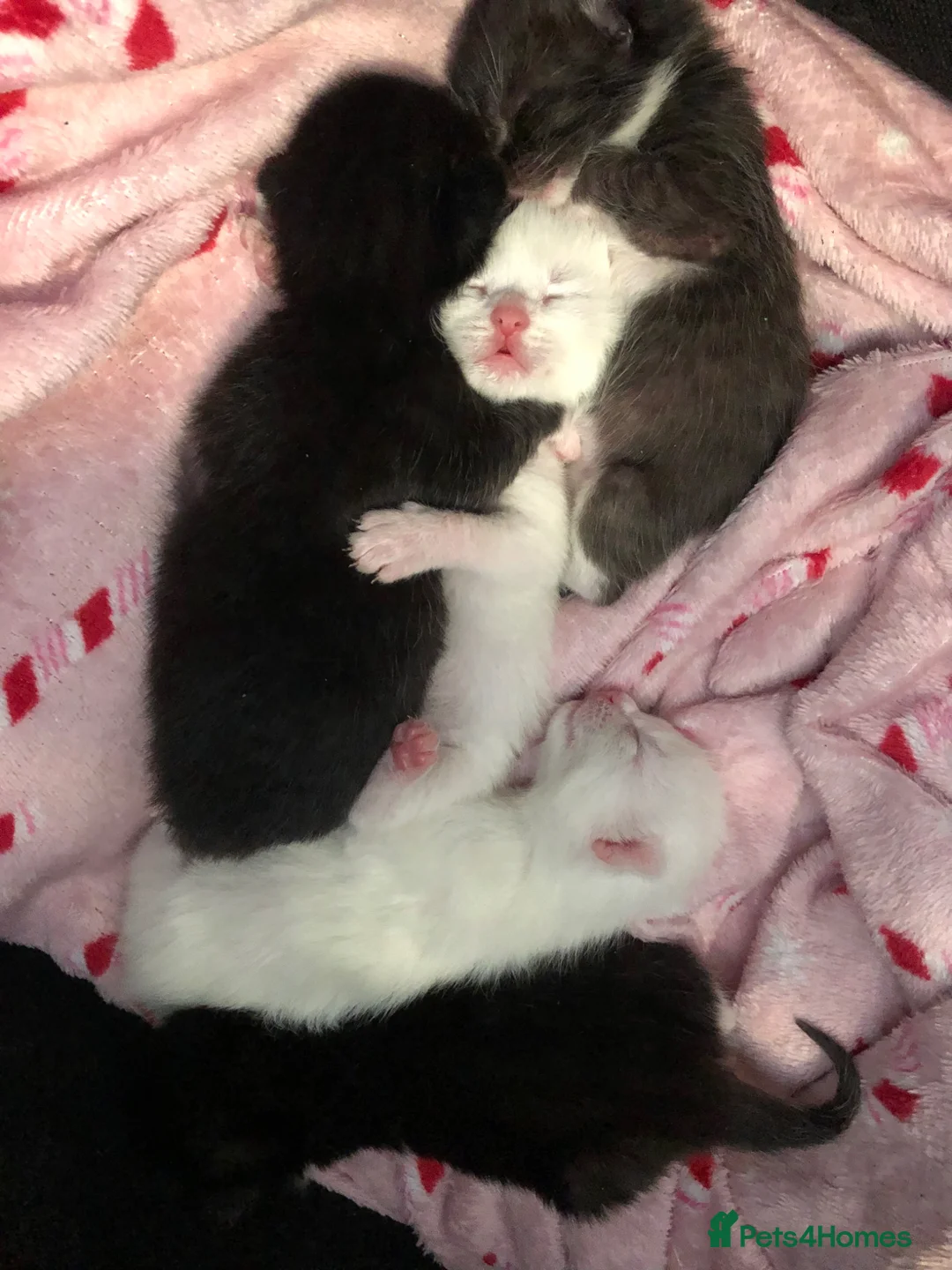 Mixed Breed cats for sale: kittens ready to leave in 8 weeks time  - Advert 2